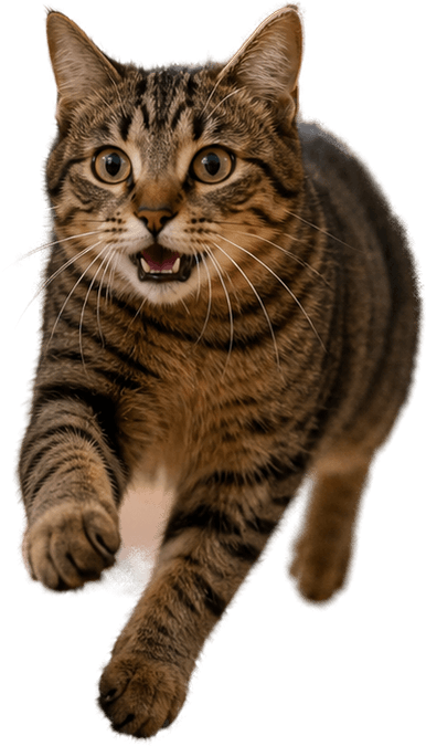Curious tabby cat
